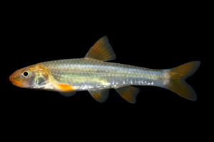 Orangefin Shiner - Notropis ammophilus