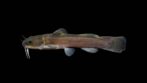 Stonecat - Noturus flavus
