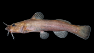 Mountain Madtom - Noturus eleutherus