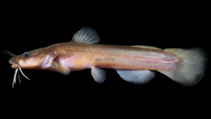 Margined Madtom - Noturus marginatus