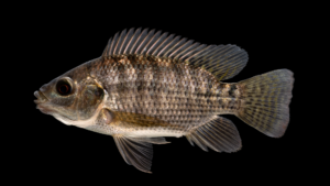 Nile Tilapia - Oreochromis niloticus