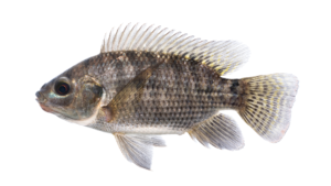 Nile Tilapia - Oreochromis niloticus