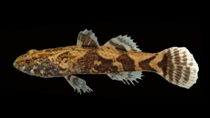 Marbled Goby-Oxyeleotris marmorata