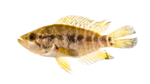 Jaguar Cichlid - Parachromis managuensis