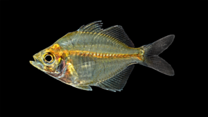 Siamese Glassfish-Parambassis siamensis