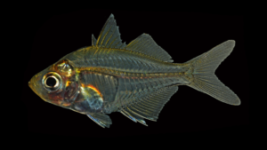 Siamese Glassfish-Parambassis siamensis