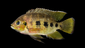 Spotted Tilapia - Pelmatolapia mariae