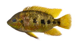 Spotted Tilapia - Pelmatolapia mariae