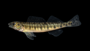Common Logperch - Percina caprodes