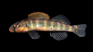 Gilt Darter - Percina evides