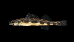 Blackside Darter - Percina maculata