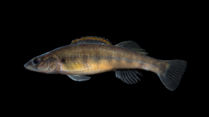 Slenderhead Darter - Percina phoxocephala