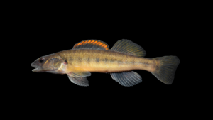 Slenderhead Darter - Percina phoxocephala