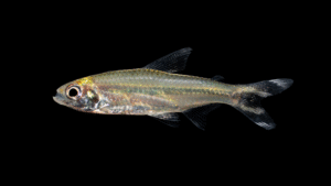 Petitella georgiae