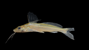 Pimelodella cristata