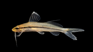 Pimelodella hartwelli
