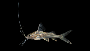 Pimelodus pictus