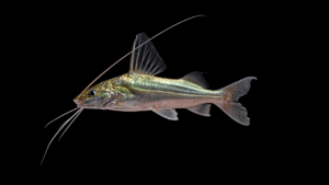 Pimelodus sp