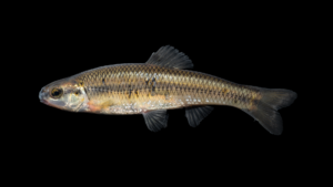 Bluntnose Minnow - Pimephales notatus