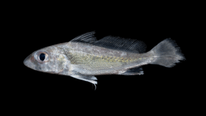 Plagioscion squamosissimus