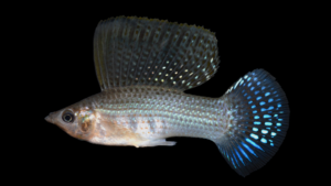 Sailfin Molly - Poecilia latipinna