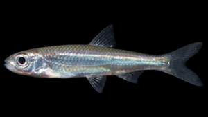 Popeye Shiner -Notropis ariommus
