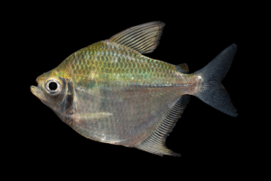 Poptella compressa