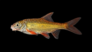 Poropuntius hathe
