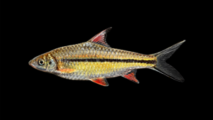 Poropuntius melanogramma