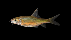 Poropuntius species