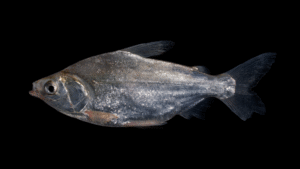 Potamorhina latior