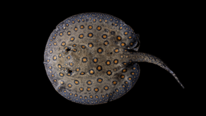 Potamotrygon motoro