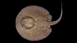 Potamotrygon orbignyi