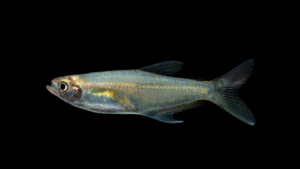 Prionobrama filigera