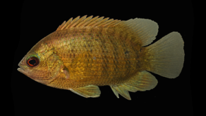 Malayan Leaffish-Pristolepis fasciatus