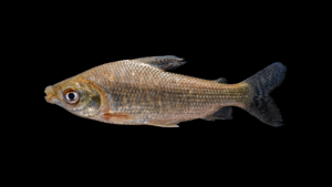 Prochilodus nigricans