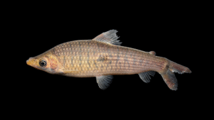 Pseudanos trimaculatus