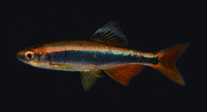 "Metallic" Shiner-Pteronotropis cf metallicus