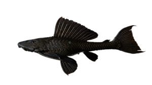 Amazon Sailfin Catfish - Pterygoplichthys pardalis