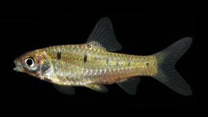 Puntius aurotaeniatus