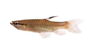 Pyrrhulina laeta