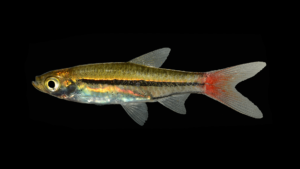 Red-tailed Rasbora-Rasbora borapetensis