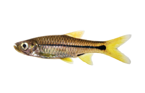 Sidestripe Rasbora-Rasbora paviani_