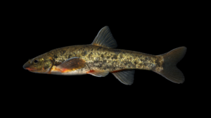 Longnose Dace - Rhinichthys cataractae