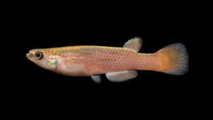 Rivulus aff azurescens SMNC 23-13