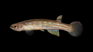 Rivulus aff. limnocochae