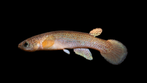 Rivulus aff. limnocochae, ICE 2015-02