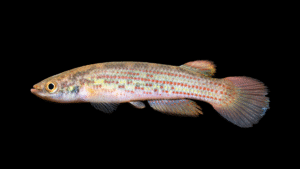 Rivulus aff. ophiomimus