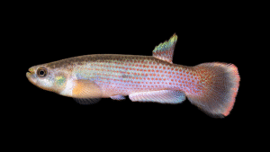 Rivulus azurescens