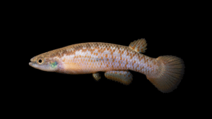 Rivulus boehlkei - Topotype